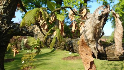 Quercus dentata - dub zubatý